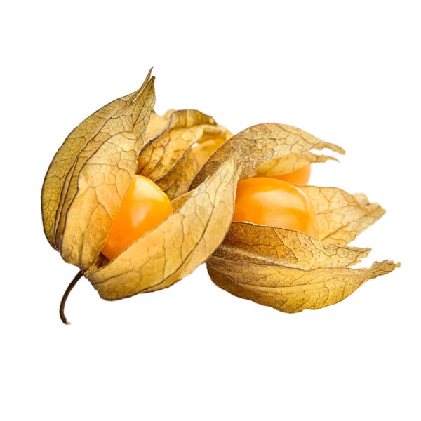 Physalis