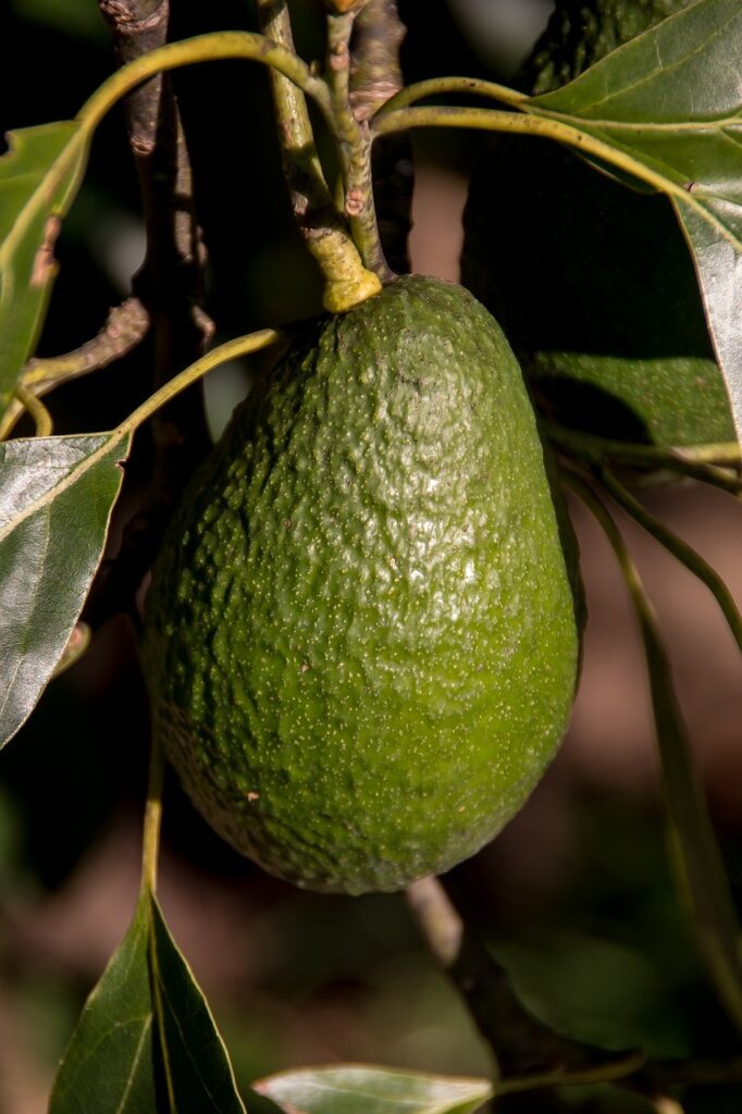 Aguacate Costa Tropical Granada. Conoce más sobre nosotros